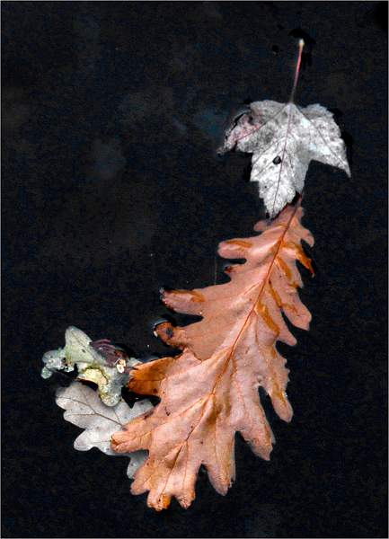 Set3.12 Floating Leaves 3_David Pryke.jpg - Exhibition 2018